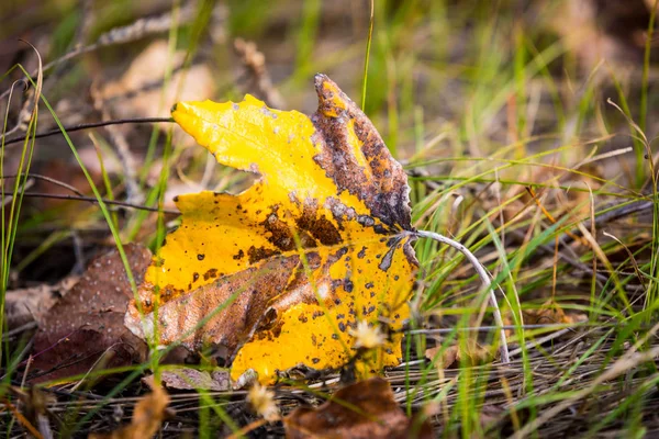 Astratto solo foglia autunno su erba secca — Foto Stock