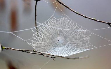 Çiy içindeki güzel örümcek ağı