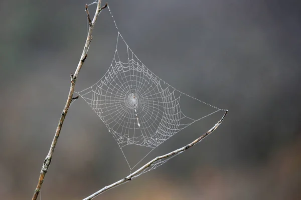 Web dans la rosée du matin — Photo