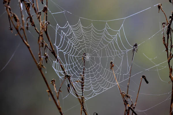 Teia de aranha em orvalho — Fotografia de Stock