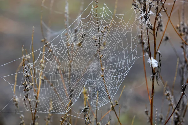 Web in de ochtenddauw — Stockfoto