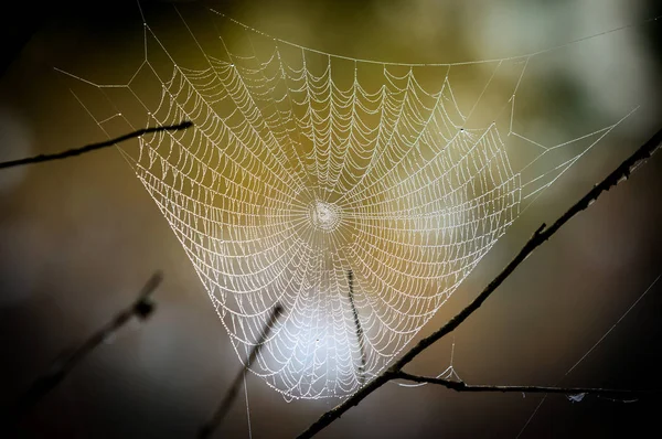 Web in de ochtenddauw — Stockfoto