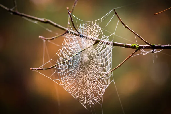 Spider web on tree twig i — Stockfoto