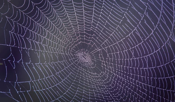 Wet web in dew — Stockfoto