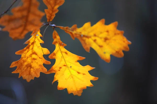 Eichenzweig im Herbst — Stockfoto