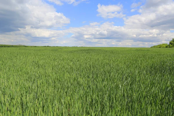 Paysage Avec Champ Agricole Vert Sous Beaux Nuages Dans Ciel — Photo