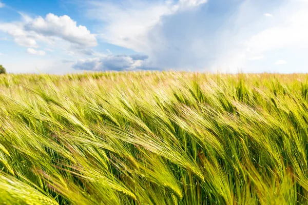 Paesaggio Con Campo Coltivato Sotto Bel Cielo — Foto Stock