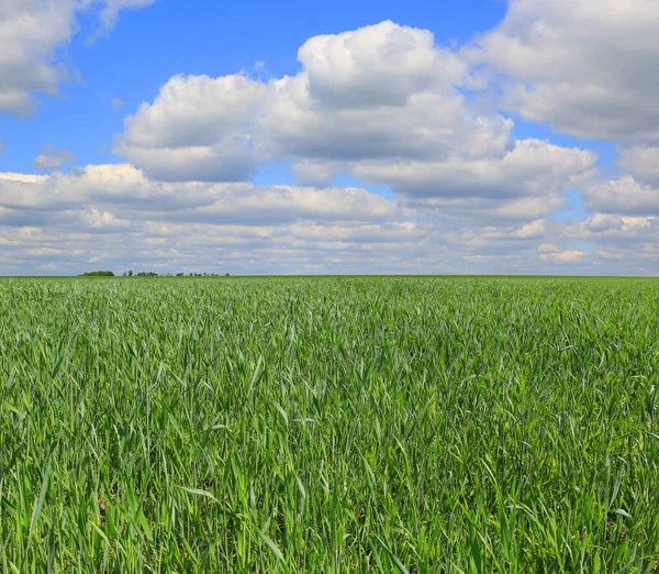 Jarní Krajina Zelenou Trávou Zemědělském Poli Pod Pěknými Mraky Obloze — Stock fotografie