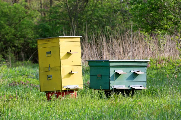 Yellow Green Wooden Beehives Apiary Forest — Stock Photo, Image