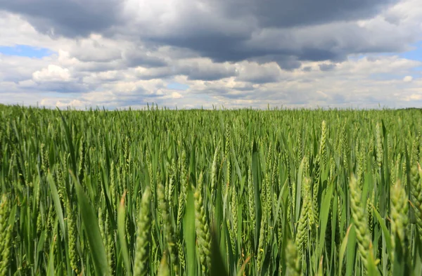 Зеленые Сельскохозяйственные Поля Красивыми Облаками Небе — стоковое фото