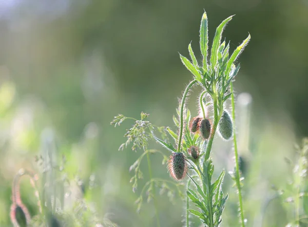 Zomer Wilde Bloem Weide Zachte Foto — Stockfoto