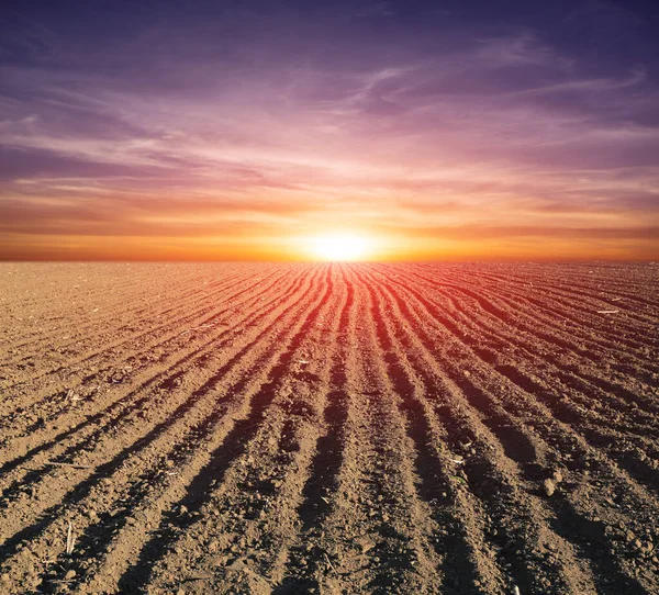 Zonsondergang Scène Geploegd Landbouwveld — Stockfoto