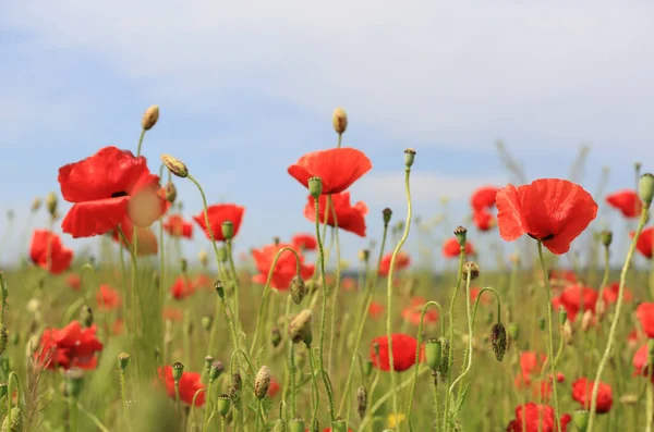 Belle Prairie Fleurs Pavot Sauvage Dans Journée Été — Photo