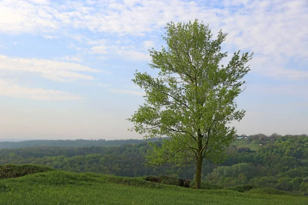 Frühmorgendliche Landschaft Mit Grünem Baum Auf Der Frühlingswiese — Stockfoto