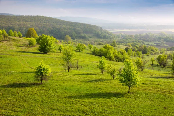 Schöne Szene Frühen Morgen Mit Bäumen Auf Der Grünen Wiese — Stockfoto