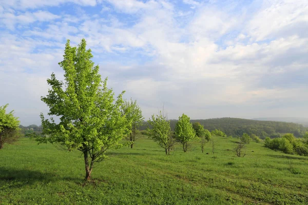 Landscape Green Trees Morning Meadow — Stock Photo, Image