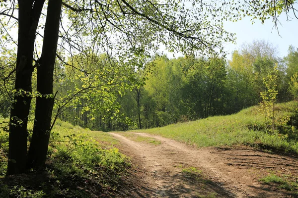 Soligt Landskap Med Grusväg Skog — Stockfoto