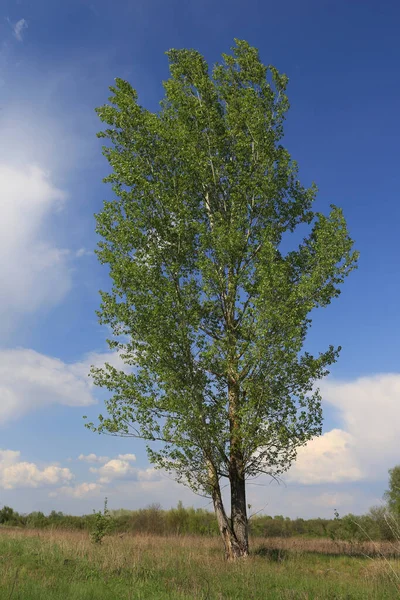 Poplar Tree Spring Louka Slunečný Den — Stock fotografie