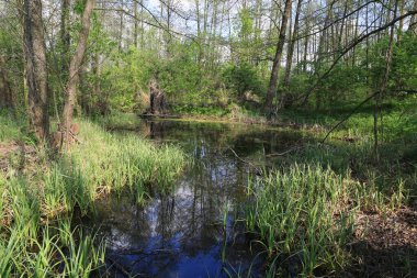 Yeşil ormanda bataklıkla kaplı bahar manzarası