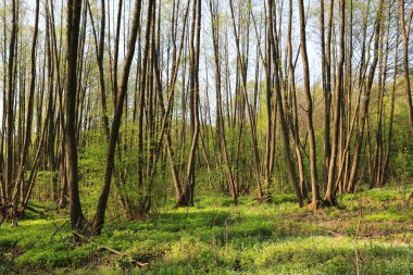 İlkbahar günü vahşi yeşil ormanlı bir yer.