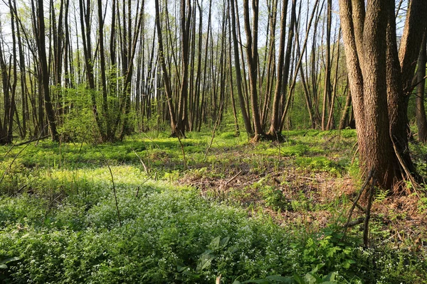 Paysage Printanier Dans Forêt Verte Sauvage — Photo