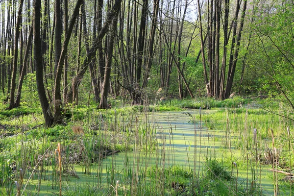 Voorjaarslandschap Met Groen Moeras Wild Bos — Stockfoto