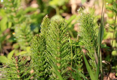yeşil eğreltiotu filizleri ormandaki sabah çiğ taneleri