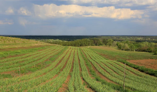 Champ Agricole Avec Des Rangées Vertes Cultures Sous Ciel Avec — Photo