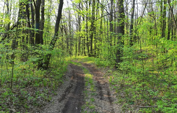 Landschap Met Zandweg Groen Voorjaarsbos — Stockfoto