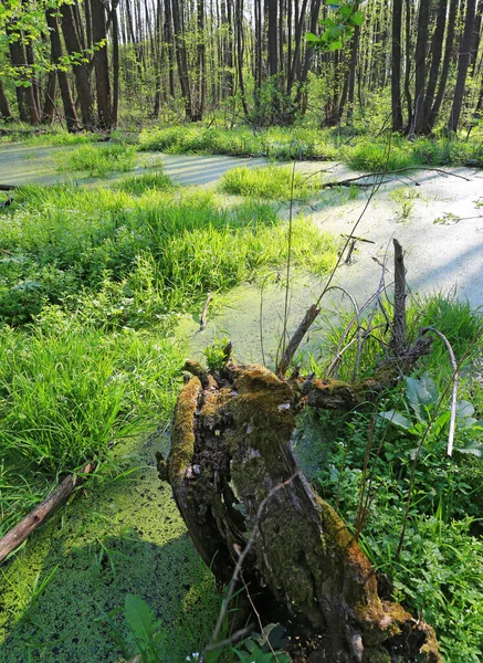 Paysage Vieux Bois Avec Mousse Sur Tourbière Verte Dans Forêt — Photo