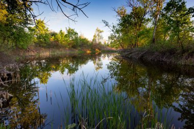 Akşam ormanında vahşi göl manzarası