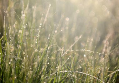 Sabah güneşinde çiğ taneli çimenlerle soyut doğal arkaplan