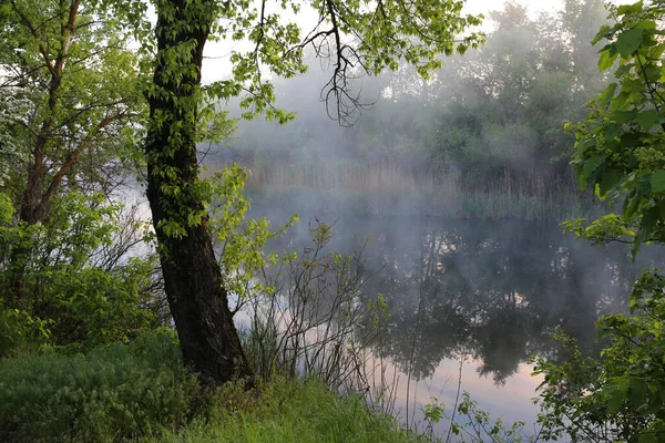 Paesaggio Con Nebbia Mattutina Sul Lago Nella Foresta Primaverile — Foto Stock