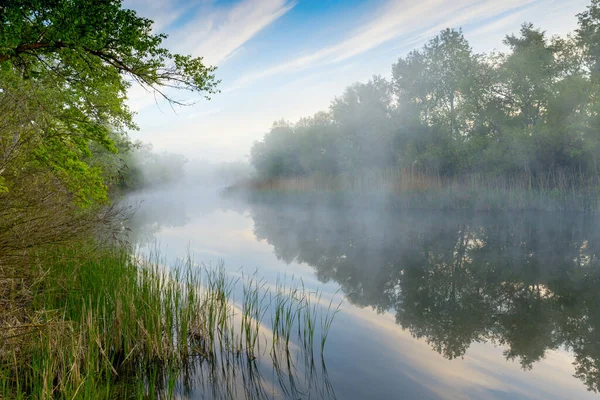 Paesaggio Primaverile Con Nebbia Mattutina Sul Fiume Nella Foresta — Foto Stock