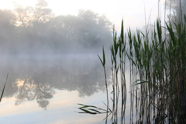 Scena Del Mattino Presto Sul Fiume Canna Nella Nebbia — Foto Stock