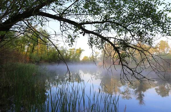 Paisaje Con Rama Árbol Sobre Río Brumoso Mañana — Foto de Stock