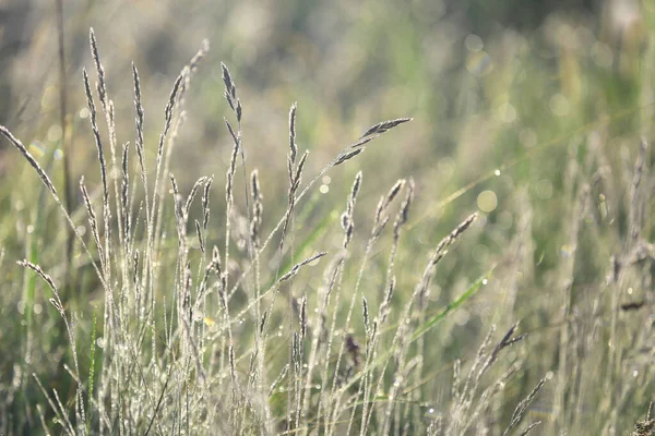 Трава Лугу Утренней Росе — стоковое фото