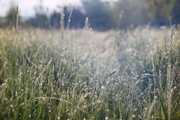 Prairie Matin Avec Herbe Dans Rosée Lumière Soleil Matin Sur — Photo