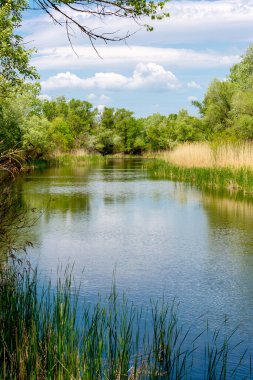 Nehirde güzel bir yaz günü