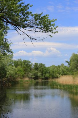 Ormanda, nehrin üzerinde ağaç dalları olan yaz manzarası