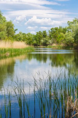 Ormandaki nehirle güneşli bir arazi.