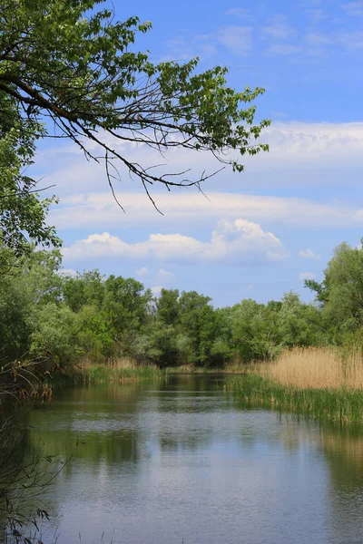 Paesaggio Estivo Con Ramo Albero Sul Fiume Nella Foresta — Foto Stock