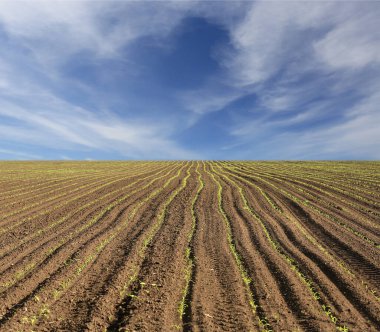 Tarımsal alanda sıra sıra yeşeren yeşil filizler