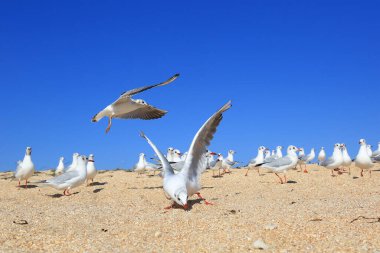 Güneşli bir günde kumlu sahilde yiyecek yakalayan genç ve gürültülü bir martı sürüsü.