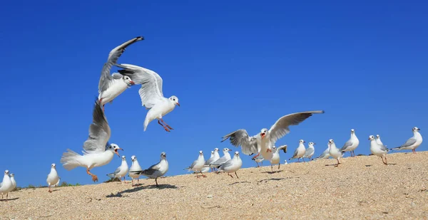 Stormo Gabbiani Sulla Costa Sabbiosa Del Mare — Foto Stock