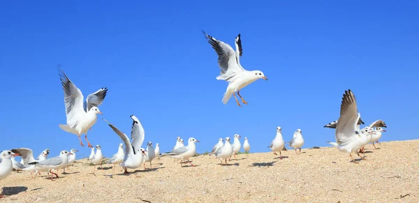 阳光明媚的大海上 一群海鸥在沙滩上 — 图库照片