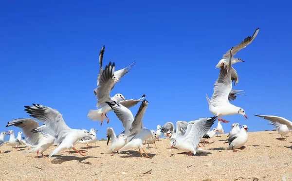 Uno Stormo Giovani Gabbiani Che Pescano Cibo Sulla Costa Sabbiosa — Foto Stock