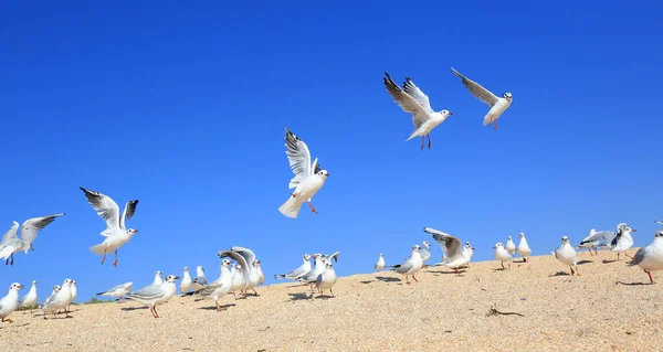 Flock Young Seagulls Catching Food Sandy Sea Shore — Stock Photo, Image
