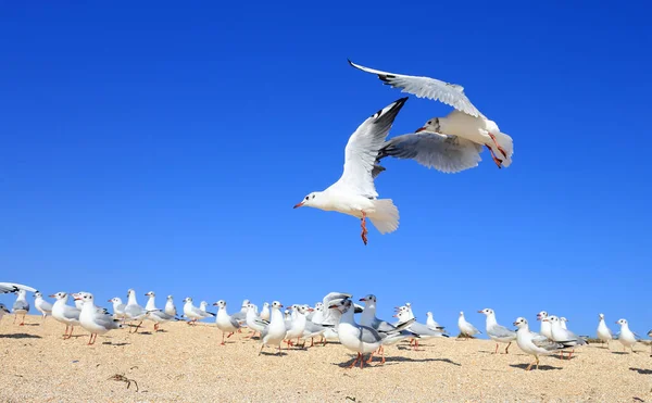 Une Paire Jeunes Mouettes Survolent Troupeau Dessus Mer Côte Sablonneuse — Photo