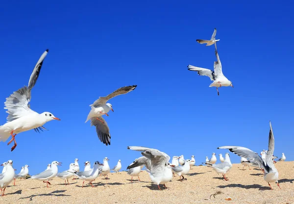 Una Bandada Jóvenes Costa Arenosa Del Mar Día Soleado — Foto de Stock